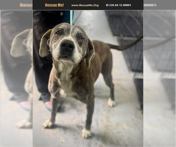 Medium Photo #1 Bluetick Coonhound Puppy For Sale in Benton, PA, USA