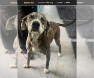 Bluetick Coonhound Dogs for adoption in Benton, PA, USA