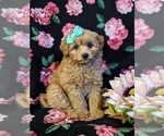 Small Photo #1 Pookimo Puppy For Sale in QUARRYVILLE, PA, USA