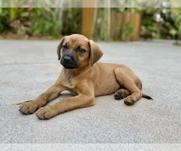Medium Photo #5 Golden Labrador Puppy For Sale in Royal Palm Beach, FL, USA