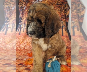 Saint Berdoodle Puppy for sale in ROCKY MOUNT, VA, USA