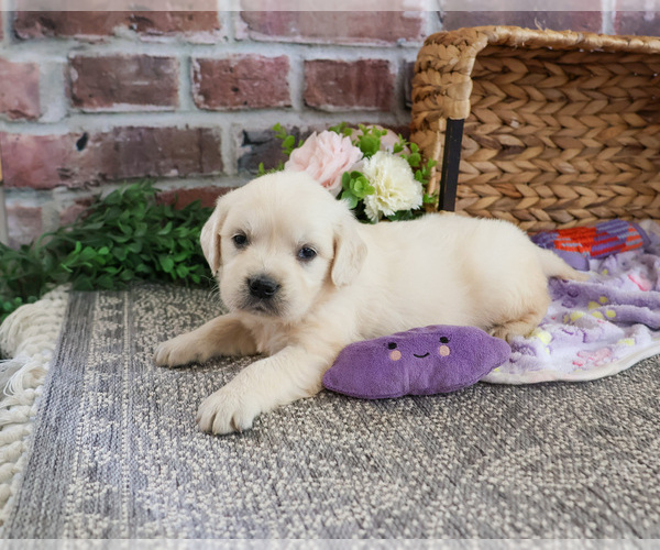 Medium Photo #6 Golden Retriever Puppy For Sale in SYRACUSE, IN, USA