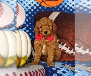 Goldendoodle (Miniature) Puppy for sale in LINCOLN UNIVERSITY, PA, USA