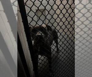 American Pit Bull Terrier-Unknown Mix Dogs for adoption in Corpus Christi, TX, USA