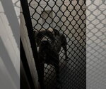 ALANA - Female American Pit Bull Terrier-Unknown Mix Dog for Adoption - Small photo