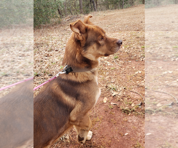 Medium Photo #3 Huskies -Unknown Mix Puppy For Sale in Decatur, GA, USA
