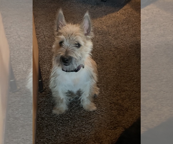 Medium Photo #1 Cairn Terrier Puppy For Sale in FALCON, CO, USA