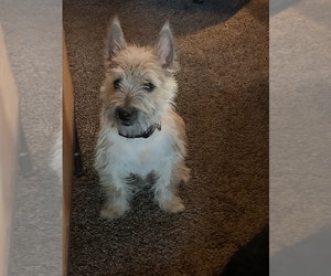 Cairn Terrier Puppy for sale in FALCON, CO, USA