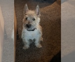 Small Photo #1 Cairn Terrier Puppy For Sale in FALCON, CO, USA