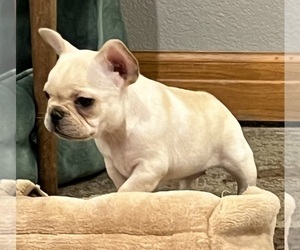 Mother of the French Bulldog puppies born on 08/29/2024