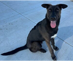 JAMES - Male Mutt Dog for Adoption - Photo #2