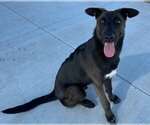 Small #1 Mutt
