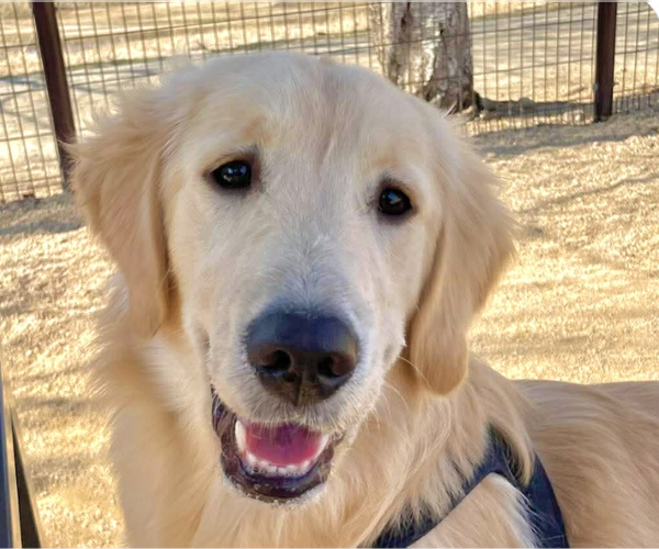Medium Photo #1 Golden Retriever Puppy For Sale in San Ramon, CA, USA