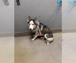 Siberian Husky-Unknown Mix Dogs for adoption in Las Vegas, NV, USA