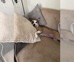 Small #15 Chihuahua Mix