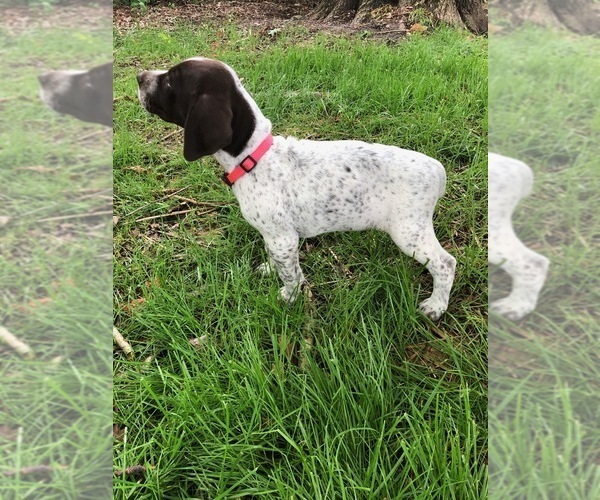 Medium Photo #1 German Shorthaired Pointer Puppy For Sale in GASTONIA, NC, USA