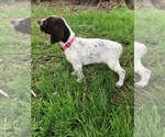 Small Photo #1 German Shorthaired Pointer Puppy For Sale in GASTONIA, NC, USA