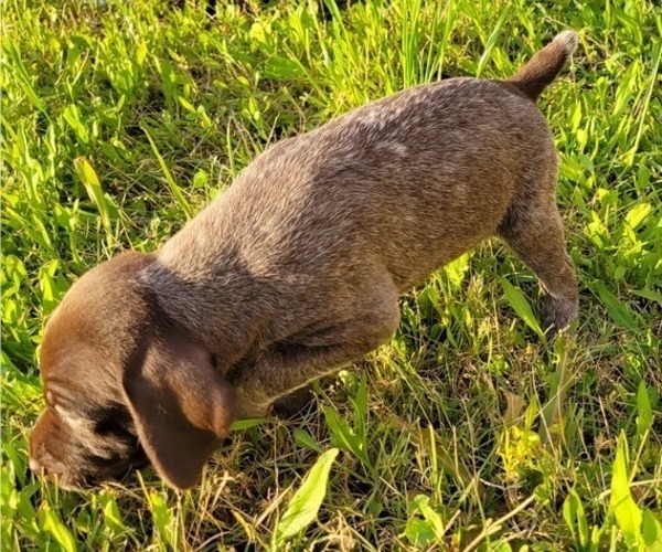 Medium Photo #4 German Shorthaired Pointer Puppy For Sale in LEONARD, TX, USA