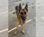 Small #1 German Shepherd Dog
