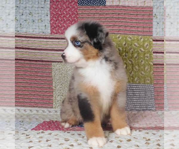 Medium Photo #11 Miniature Australian Shepherd Puppy For Sale in HARRISON, OH, USA