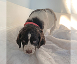 Small Photo #1 English Springer Spaniel Puppy For Sale in MADISON, OH, USA