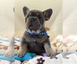 Small #2 French Bulldog