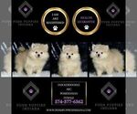 Small Photo #78 Pomeranian Puppy For Sale in WARSAW, IN, USA