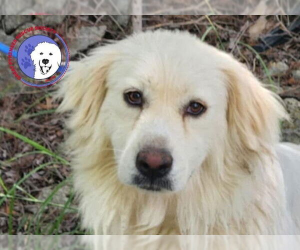 Medium Photo #1 Great Pyrenees Puppy For Sale in Spring, TX, USA