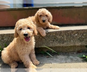 Goldendoodle (Miniature) Puppy for sale in MIDDLETOWN, OH, USA