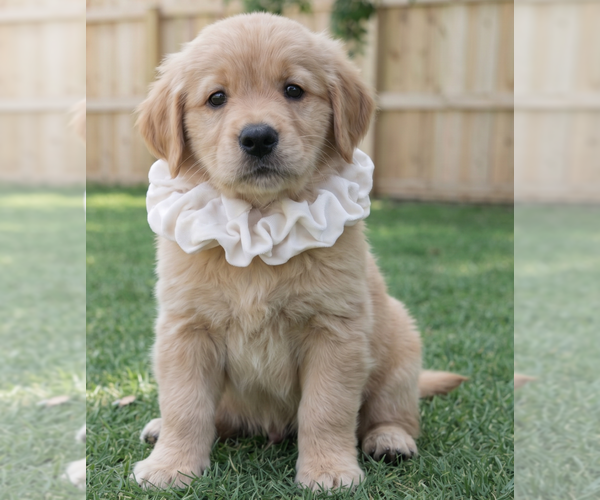 Medium Photo #3 Golden Retriever Puppy For Sale in Grovertown, IN, USA