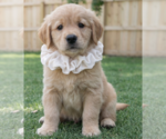 Small #2 Golden Retriever