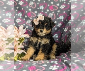 Pom-A-Poo Puppy for sale in OXFORD, PA, USA