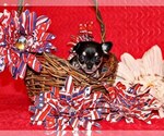 Puppy Taryn Chihuahua
