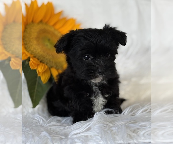 Medium Photo #2 Morkie Puppy For Sale in ROCK STREAM, NY, USA