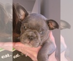Puppy Maverick French Bulldog
