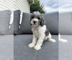 Small #2 Cavapoo