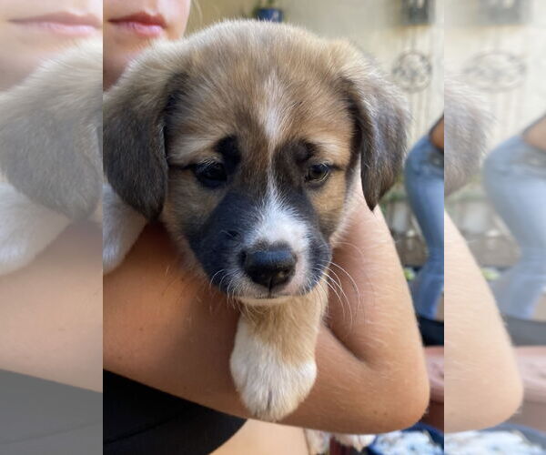 Medium Photo #2 Mutt Puppy For Sale in San Diego, CA, USA