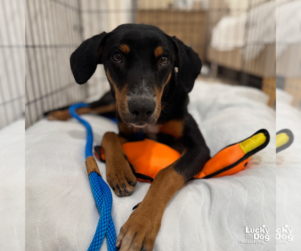 Medium Photo #4 Mutt Puppy For Sale in Washington, DC, USA