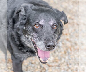 Labrador Retriever-Unknown Mix Dogs for adoption in Hilton Head, SC, USA