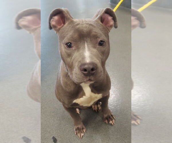 Medium Photo #1 American Pit Bull Terrier Puppy For Sale in Glen Allen, VA, USA