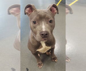 American Pit Bull Terrier Dogs for adoption in Glen Allen, VA, USA