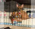 Small Photo #5 Chihuahua-Unknown Mix Puppy For Sale in San Diego, CA, USA