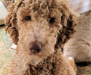 Aussiedoodle Puppy for sale in SIMPSONVILLE, SC, USA