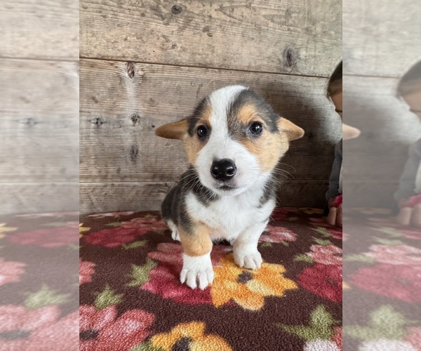 Medium Photo #9 Pembroke Welsh Corgi Puppy For Sale in VERMONTVILLE, MI, USA