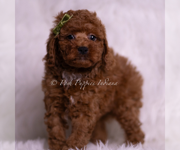 Medium Photo #5 Poodle (Toy) Puppy For Sale in WARSAW, IN, USA