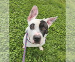 Small #1 Bull Terrier Mix