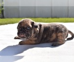 Small #3 Pug