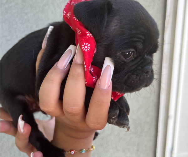 Medium Photo #1 Pug Puppy For Sale in LANCASTER, CA, USA