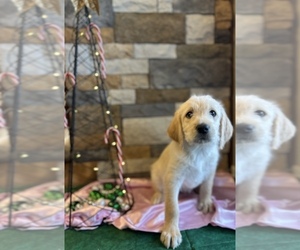 Goldendoodle-Labrador Retriever Mix Puppy for sale in FLORENCE, AZ, USA