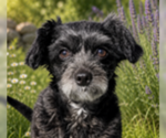 Small #7 Shih Tzu Mix